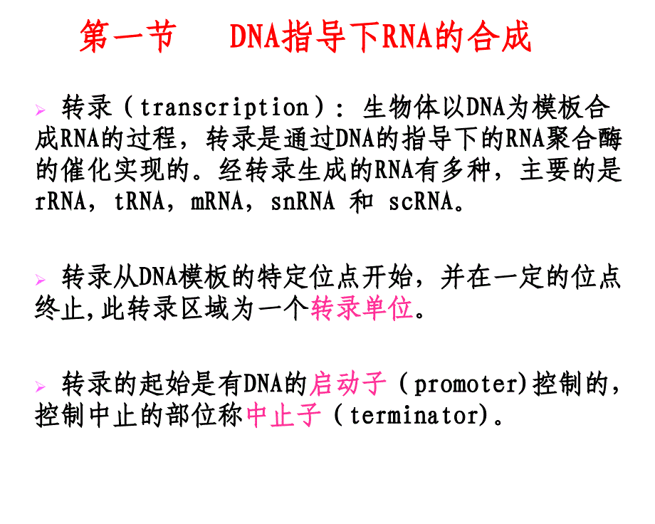 RNA生物合成和加工ppt课件_第2页