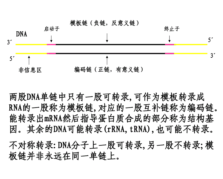 RNA生物合成和加工ppt课件_第4页