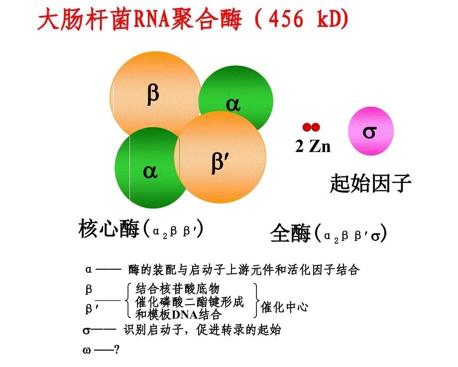 RNA生物合成和加工ppt课件_第5页