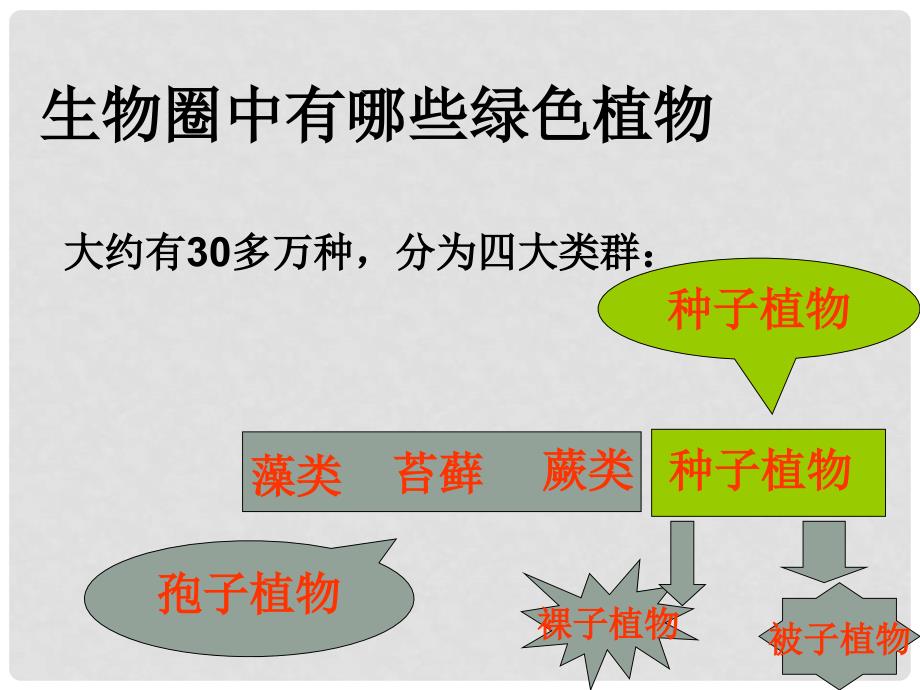 七年级生物上册 第一节 绿色植物的主要类群2课件 济南版_第2页