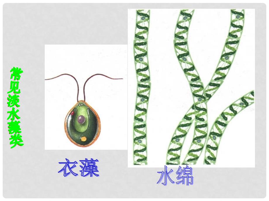 七年级生物上册 第一节 绿色植物的主要类群2课件 济南版_第4页