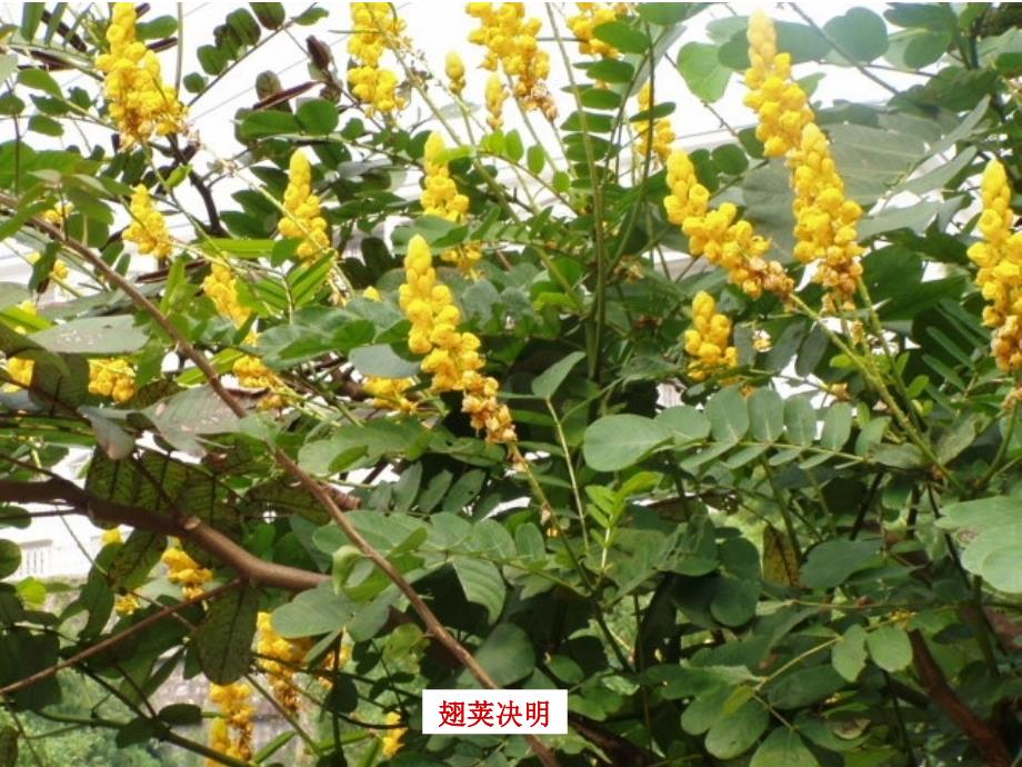 深圳常见植物(名称+图片)_第4页