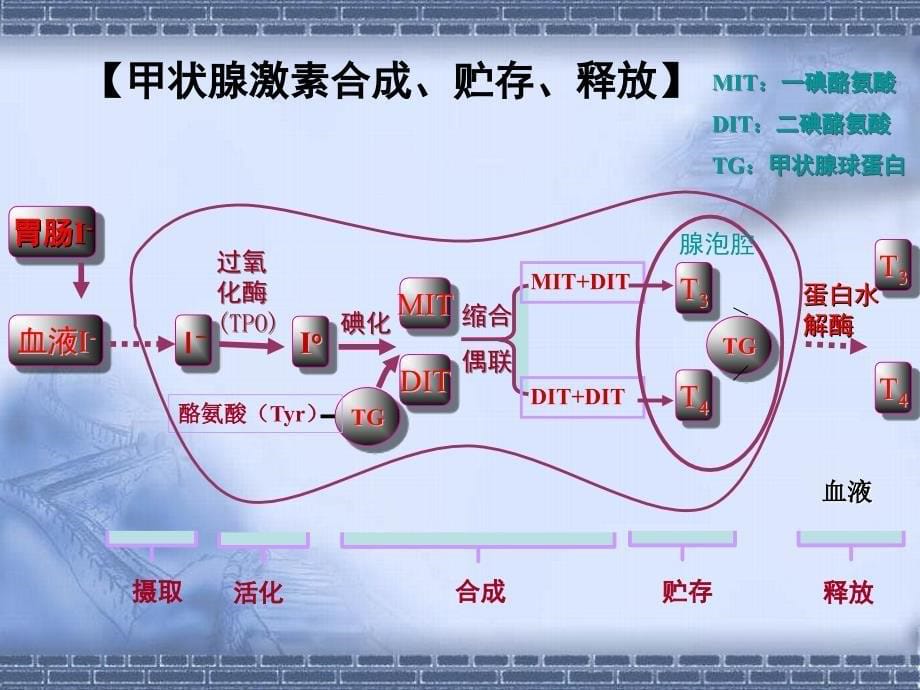 甲状腺疾病实验室检查_第5页