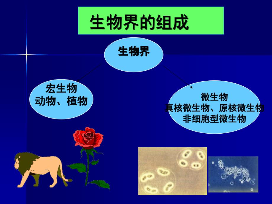 董海艳医学微生物学第1章细菌形态与结构_第4页