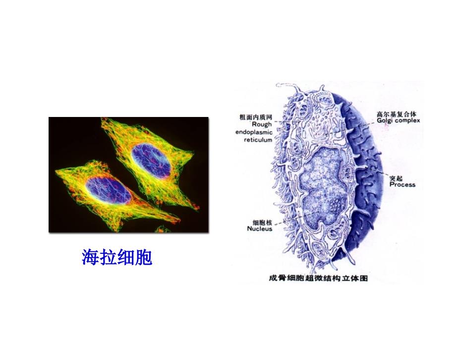 6.3细胞的衰老和凋亡课件2_第4页