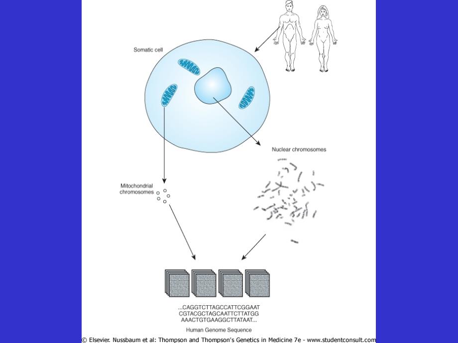 医学遗传与胚胎发育ppt13 线粒体基因病英语_第2页