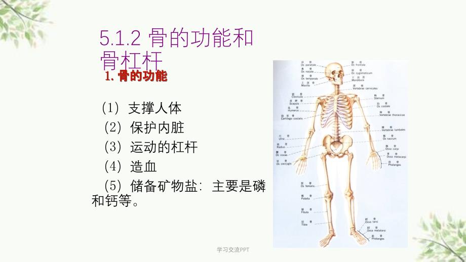 骨科人体生物力学与施力特征分析医学课件_第2页