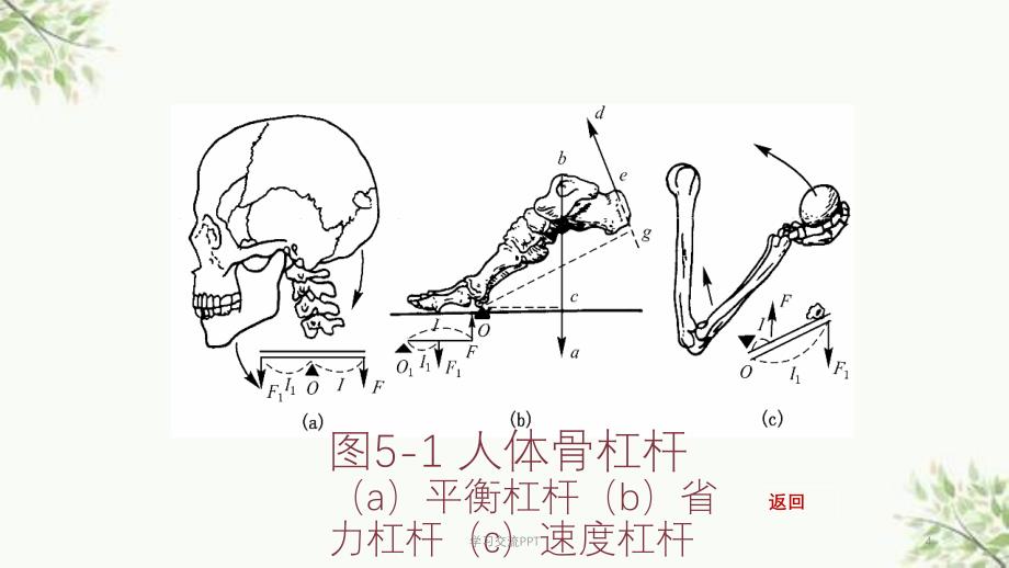 骨科人体生物力学与施力特征分析医学课件_第4页