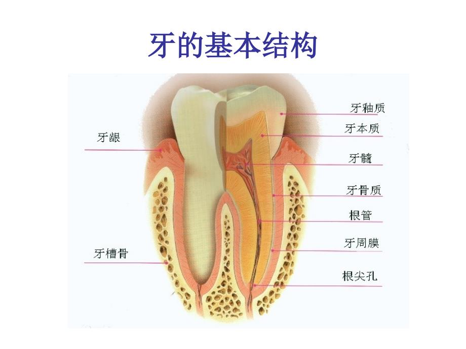 儿童口腔保健知识课件_第2页