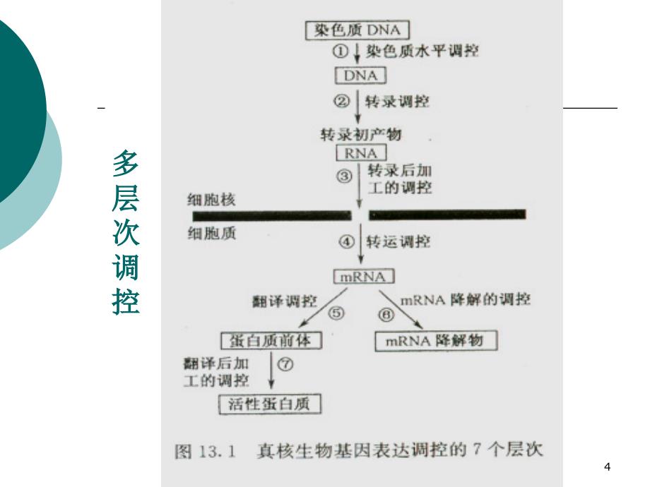 真核生物的基因表达调控PowerPoint 演示文稿_第4页