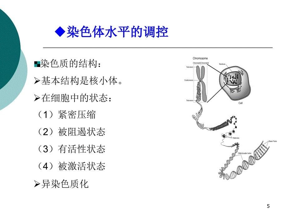 真核生物的基因表达调控PowerPoint 演示文稿_第5页