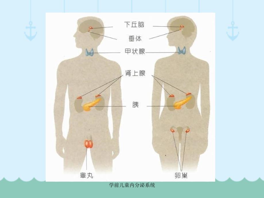 最新学前儿童内分泌系统_第3页