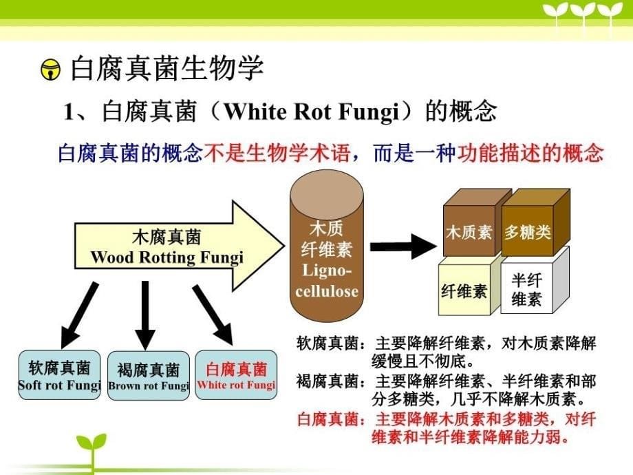 白腐真菌生物技术与应用.ppt_第5页