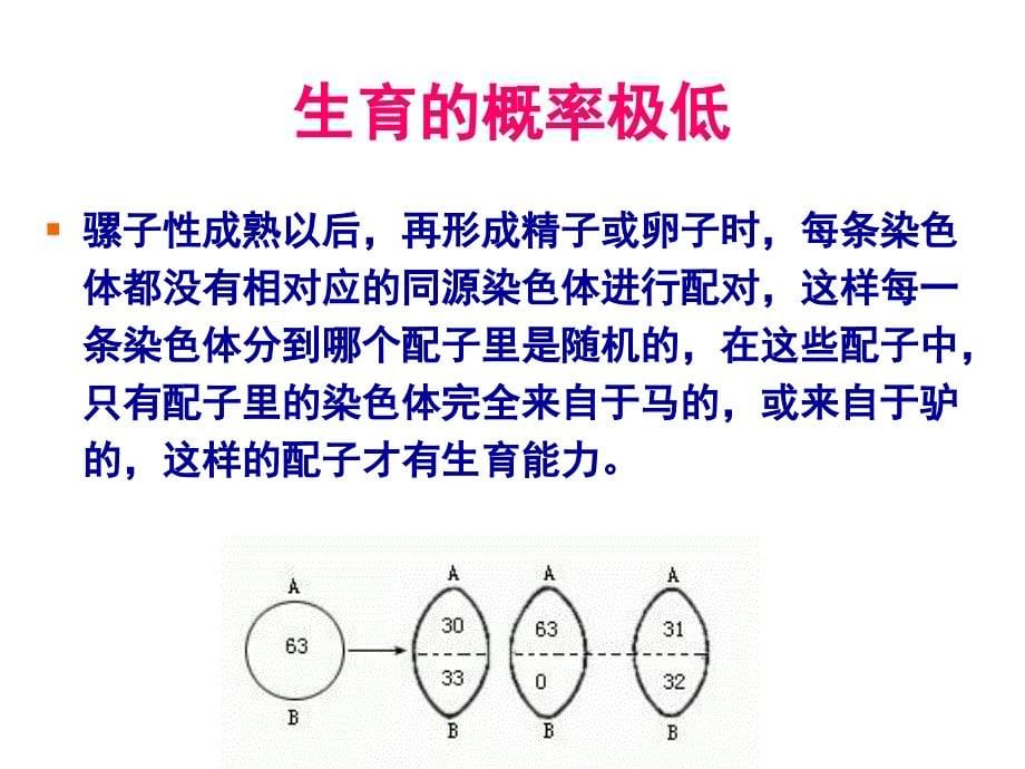 动物染色体工程_第5页