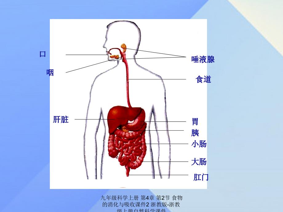 最新九年级科学上册第4章第2节食物的消化与吸收课件2浙教版浙教级上册自然科学课件_第3页