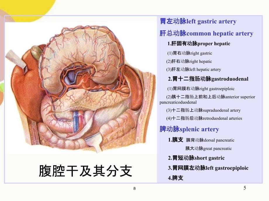 腹部血管解剖97684_第5页