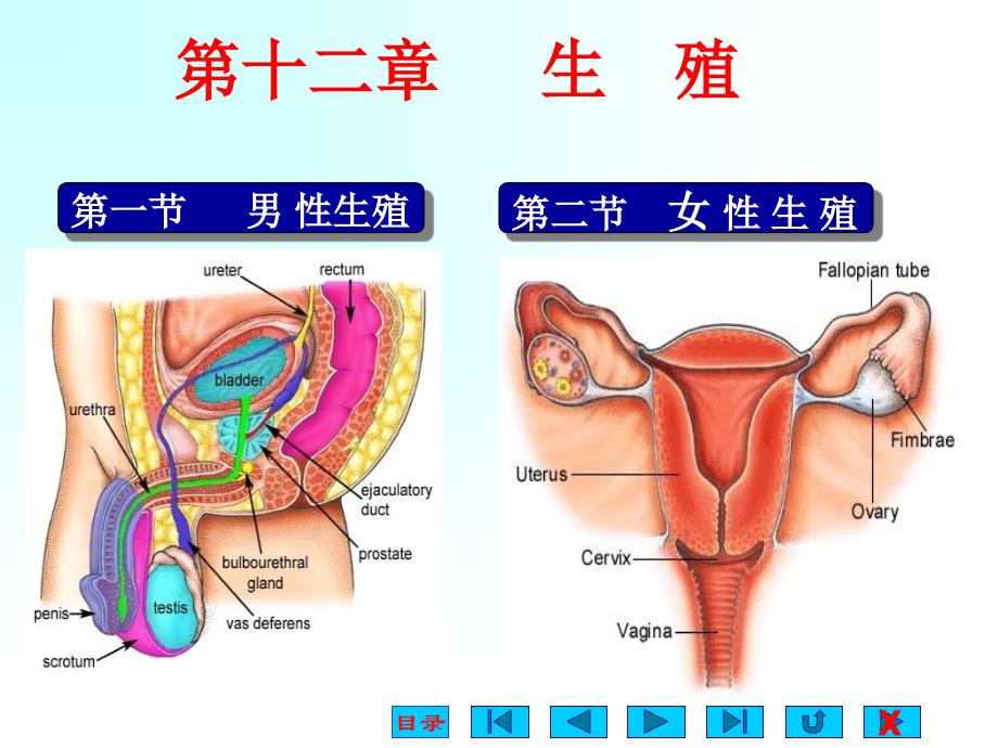 高中生物奥赛3生殖生理_第1页