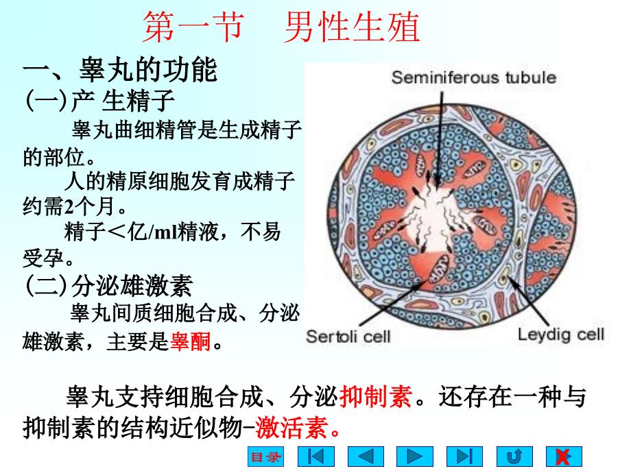 高中生物奥赛3生殖生理_第2页