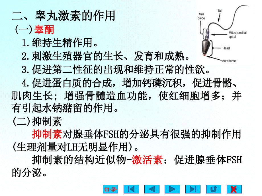 高中生物奥赛3生殖生理_第3页