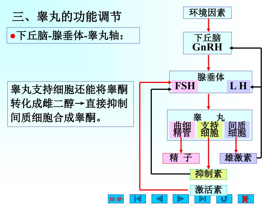 高中生物奥赛3生殖生理_第4页