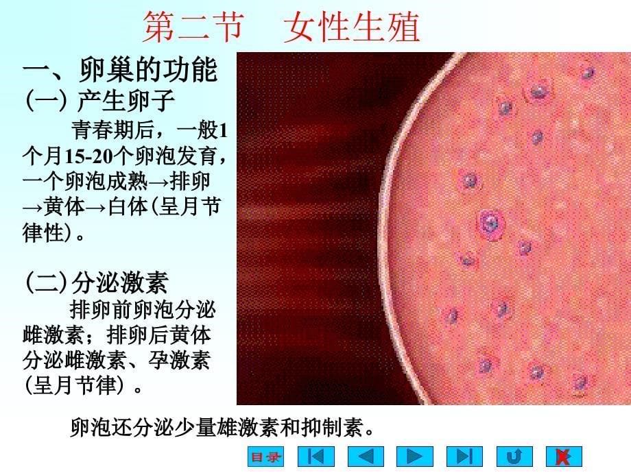 高中生物奥赛3生殖生理_第5页