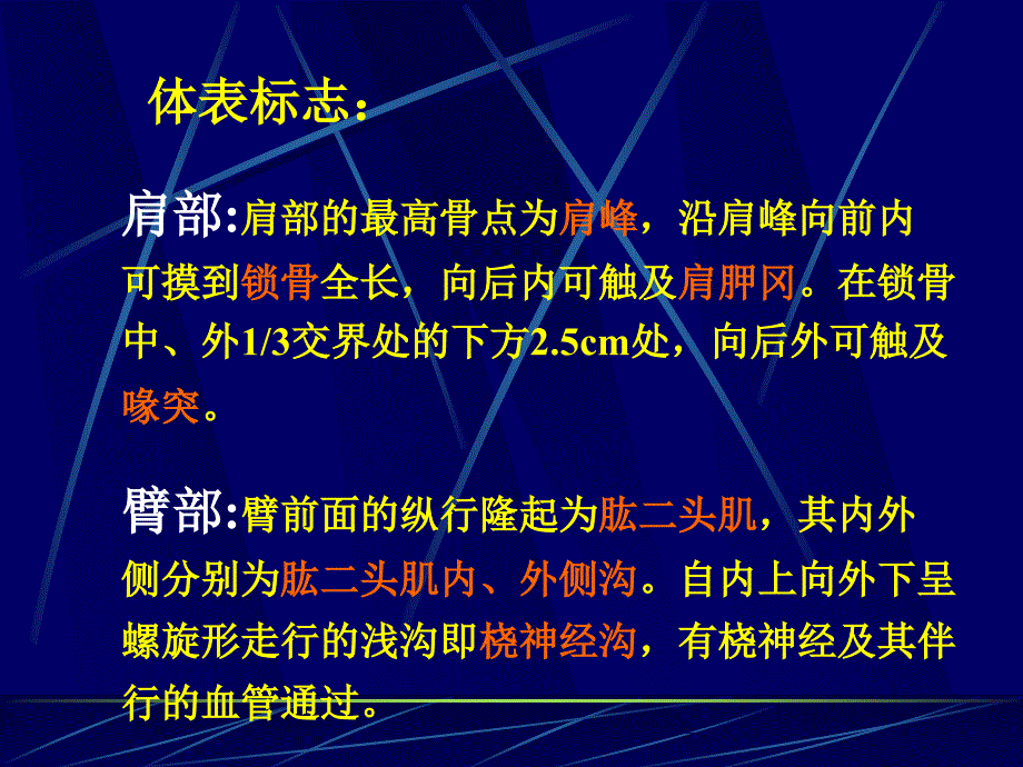 麻醉解剖学(上下肢)_第4页