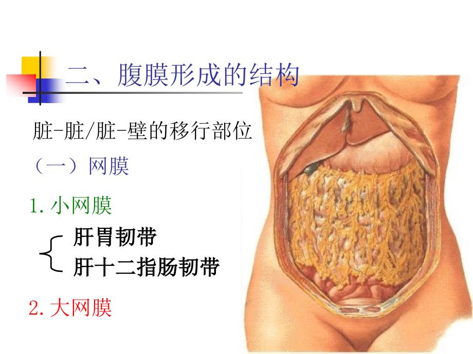 《系统解剖学》实验课件：腹膜_第4页