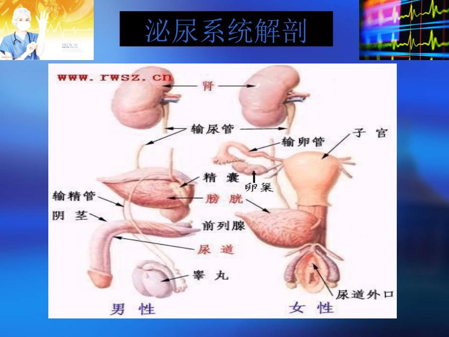 泌尿外科微创手术常规配合_第2页