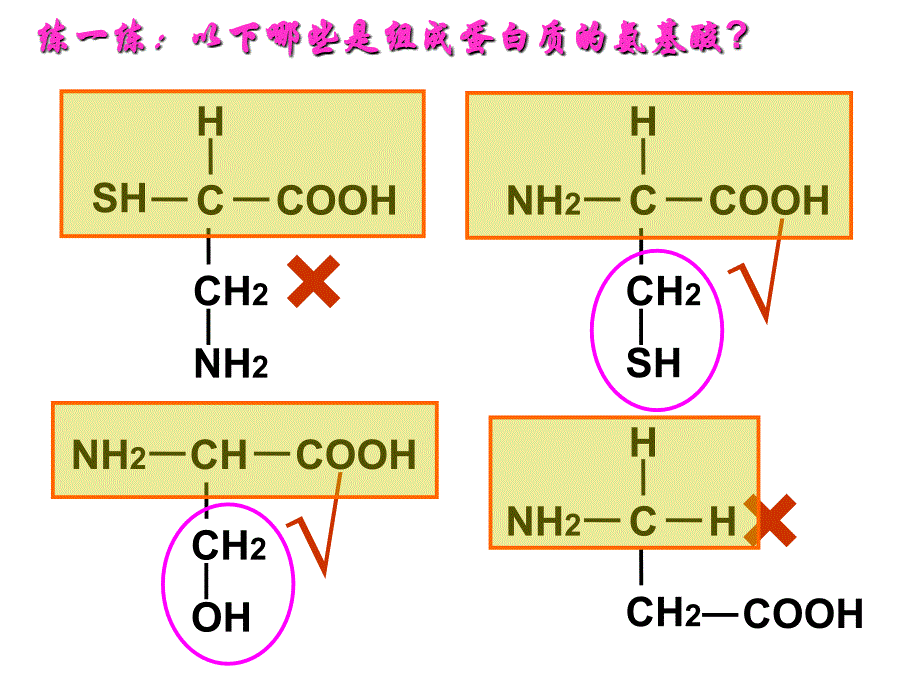 生命活动主要的承担者-蛋白质.ppt_第3页