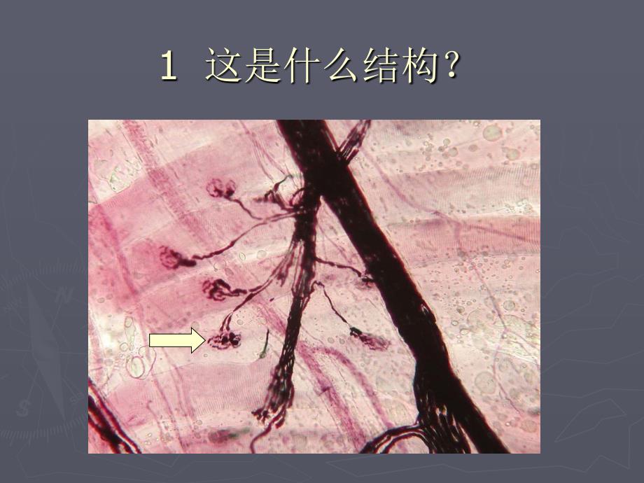 组织学与胚胎学考试课件：04管信_第2页