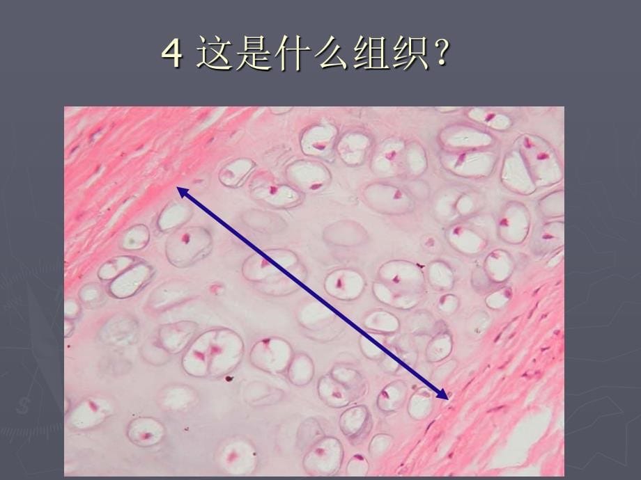 组织学与胚胎学考试课件：04管信_第5页