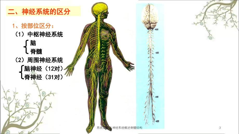 系统解剖学.神经系统概述脊髓结构课件_第3页