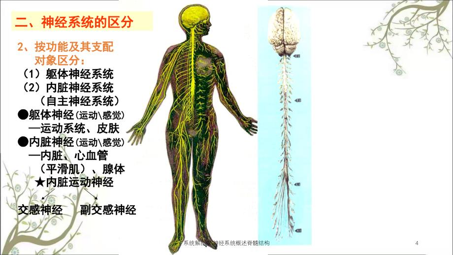 系统解剖学.神经系统概述脊髓结构课件_第4页