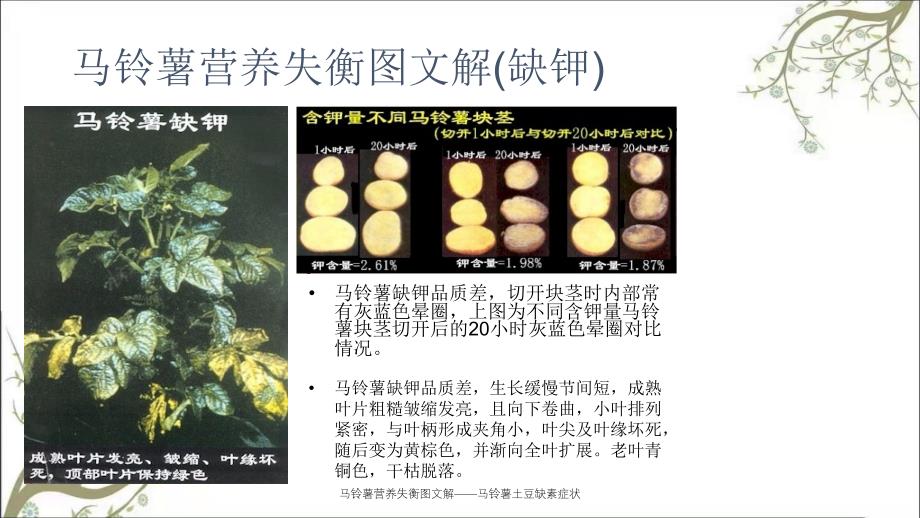 马铃薯营养失衡图文解——马铃薯土豆缺素症状课件_第3页