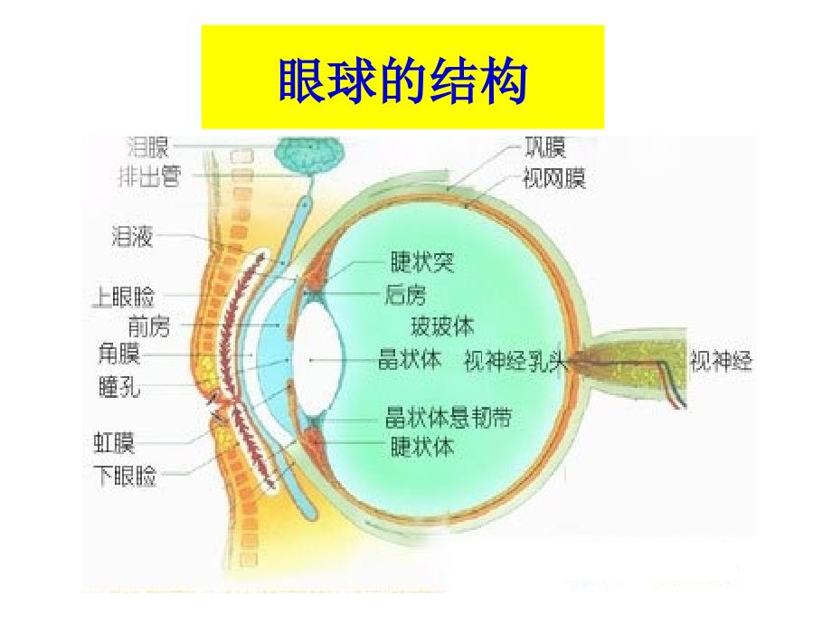 健康课请呵护我们的眼睛_第3页