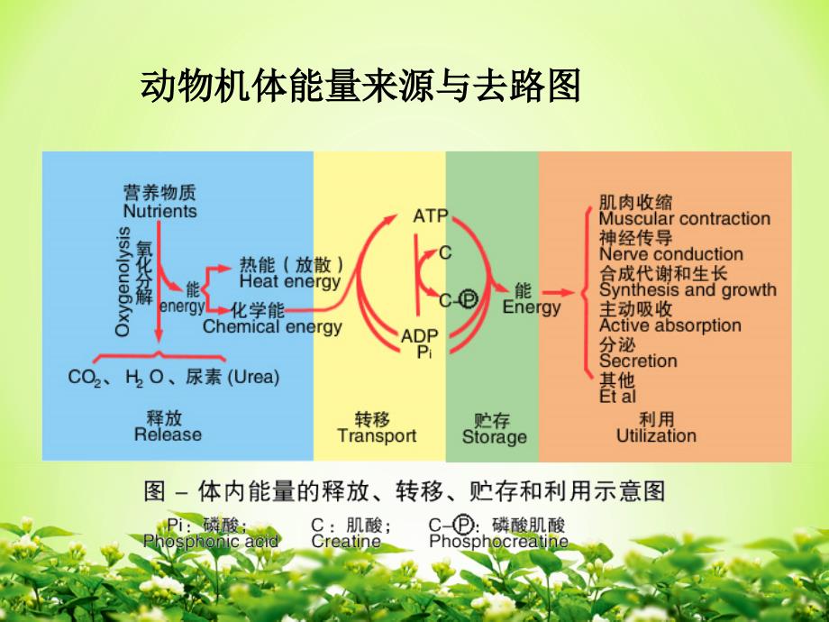 肿瘤细胞能量代谢特点及应用_第4页