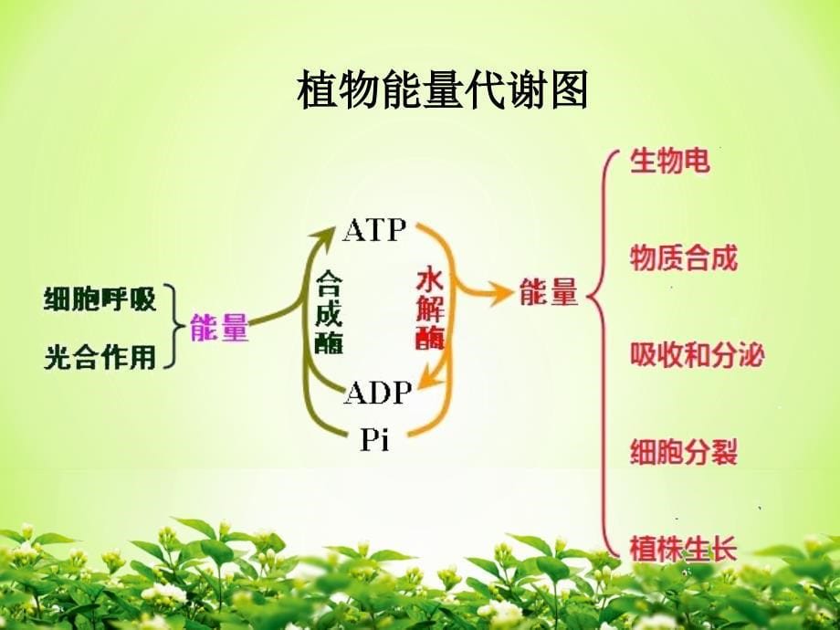 肿瘤细胞能量代谢特点及应用_第5页