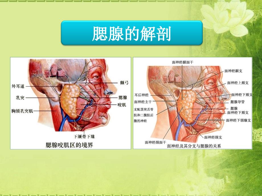 腮腺手术中耳大神经和面神经总干解剖经验分享_第3页