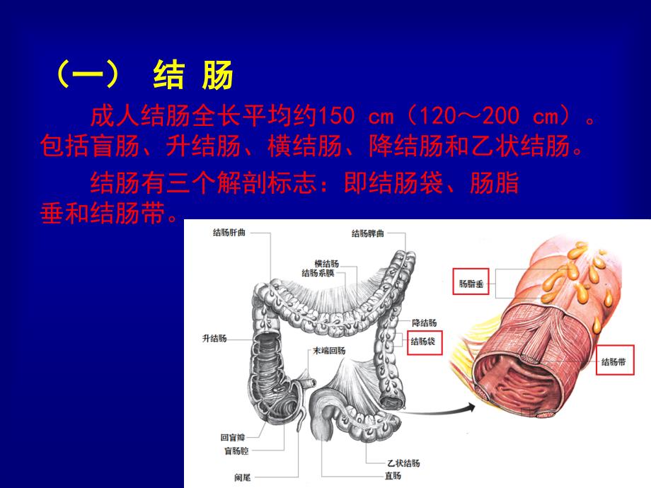 普外科见习课件：结肠癌_第3页