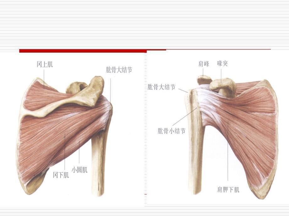 关节、肌腱超声检查_第5页