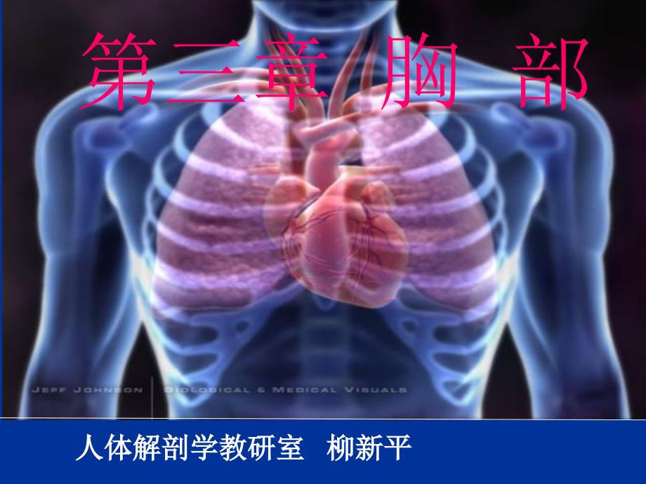局部解剖学)10胸部.ppt_第1页