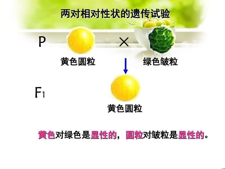 高一生物32基因自由组合定律课件苏教版必修2_第5页