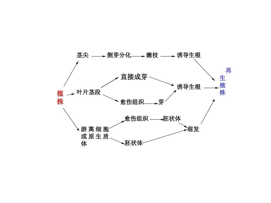 修改第四章植物离快速繁殖ppt课件_第5页