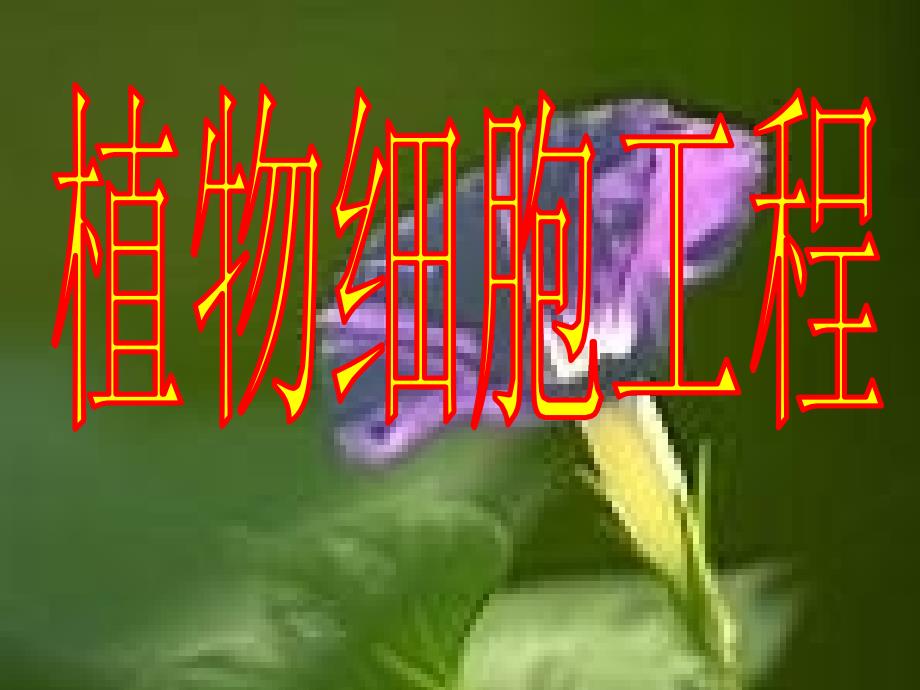 植物细胞工程的基本技术_第1页