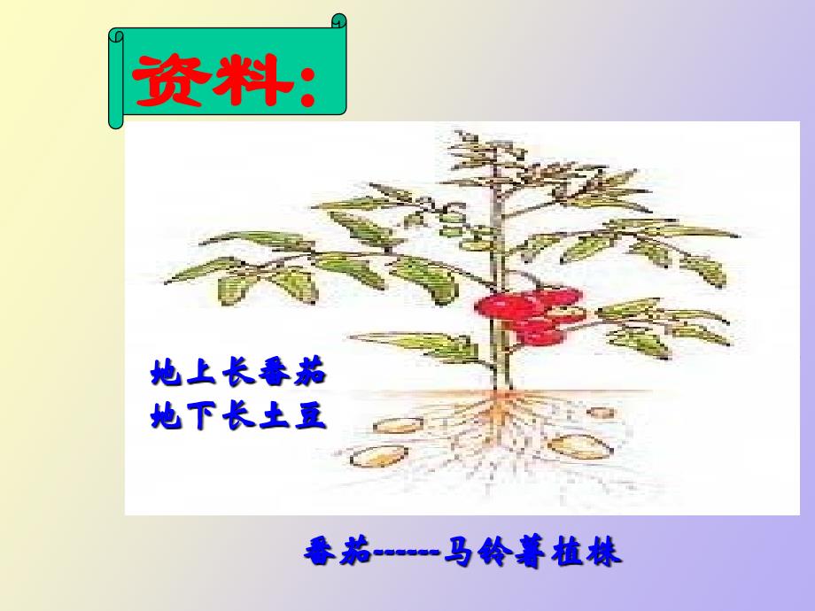 植物细胞工程的基本技术_第2页