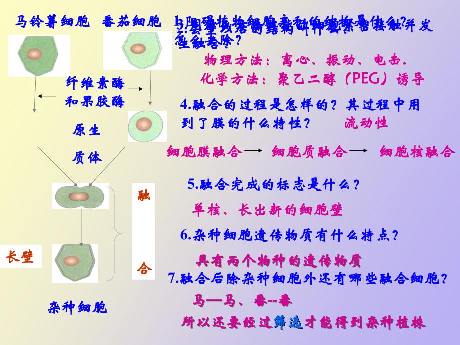 植物细胞工程的基本技术_第3页