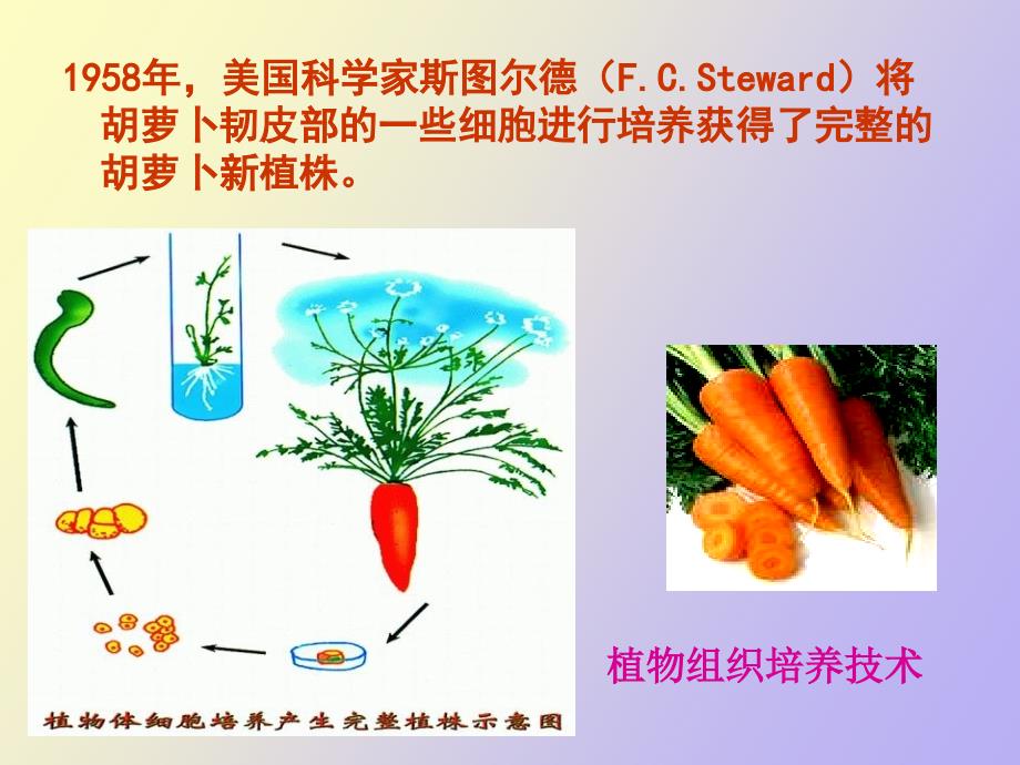 植物细胞工程的基本技术_第4页