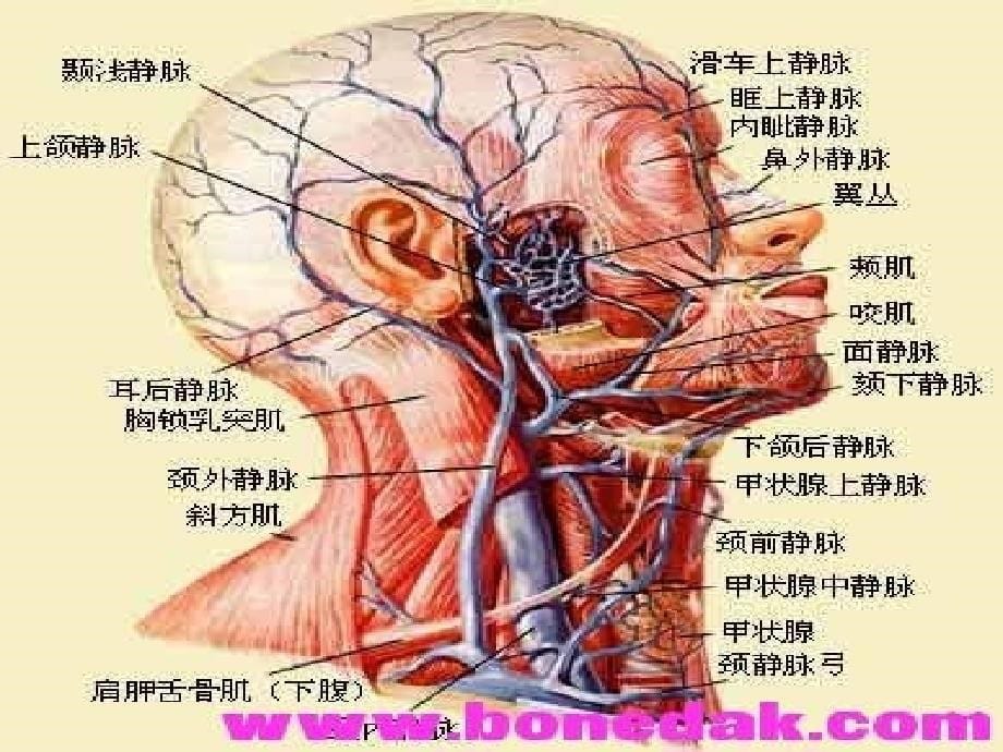 颈外静脉留置针应用及护理_第5页