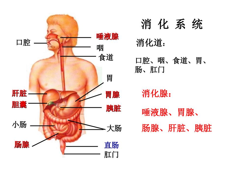 人教版教学ppt课件第二节通过激素的调节_第2页