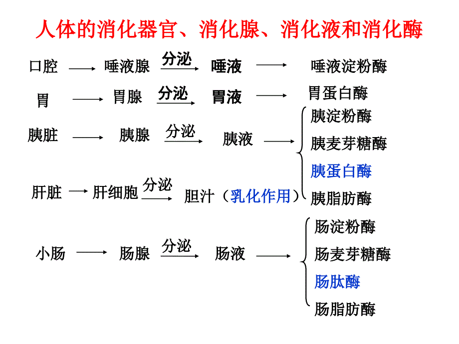 人教版教学ppt课件第二节通过激素的调节_第3页